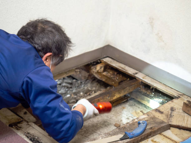 Best Mold Removal Company Near Me  in Watertown, WI