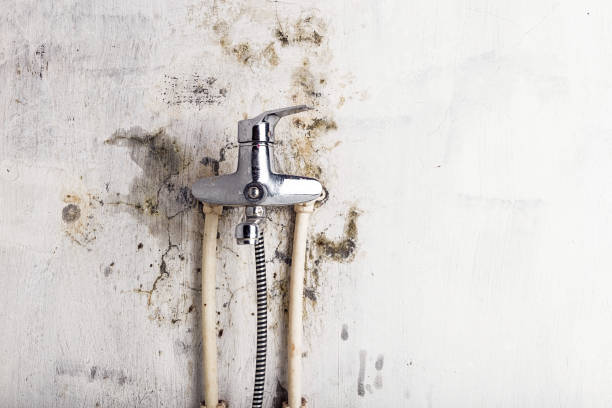 Best Professional Mold Removal  in Watertown, WI