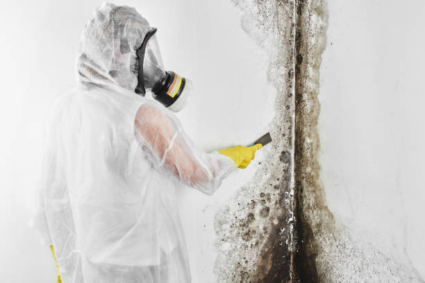 Watertown, WI Mold Removal Company