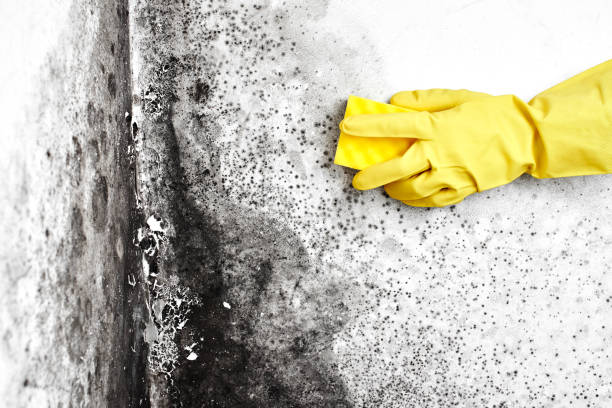Office Mold Removal Services in Watertown, WI
